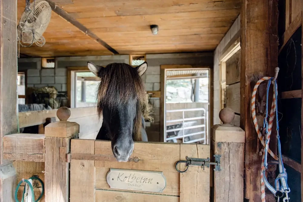 Equestrian Suite Image #8