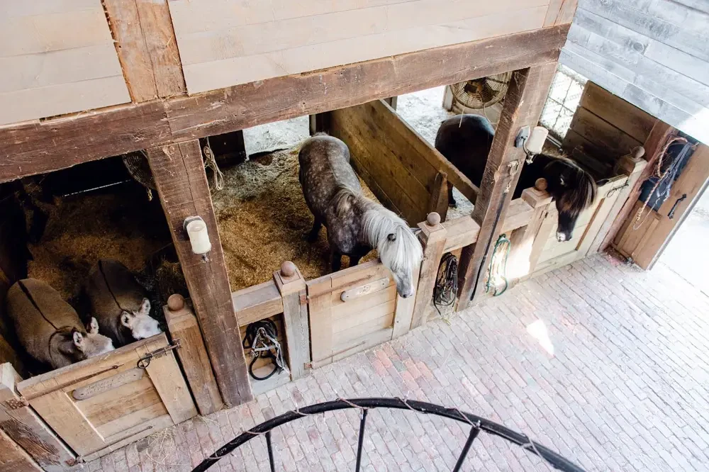 Equestrian Suite Image #21