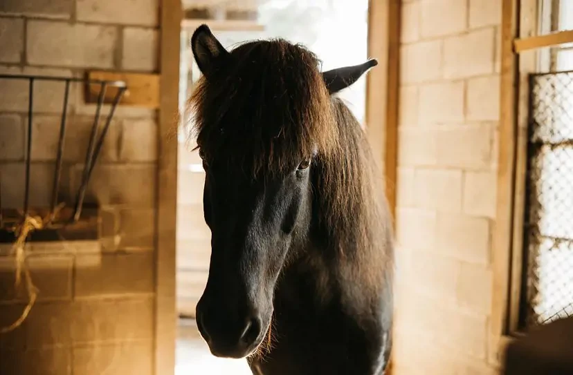 Equestrian Suite Image #20